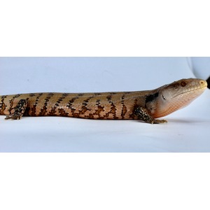 Beige leopard gecko with brown banded pattern lying on a white surface, head to the right.