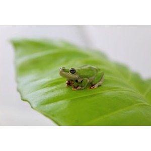 Small green frog sitting on a bright green leaf, facing forward with dark eyes.