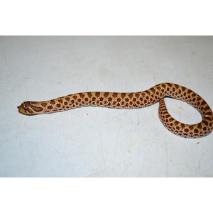 Brown mottled snake slithering on a light surface with a curved tail.