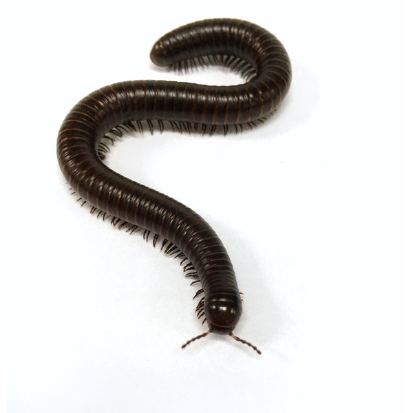 Dark brown millipede with many body segments and tiny legs curling on a white background