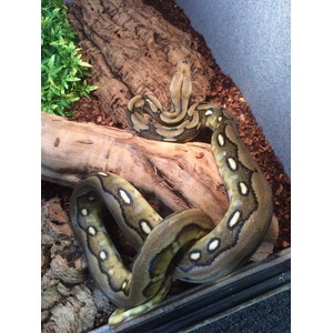 A brown-green snake with white oval markings coiled on driftwood inside a terrarium.