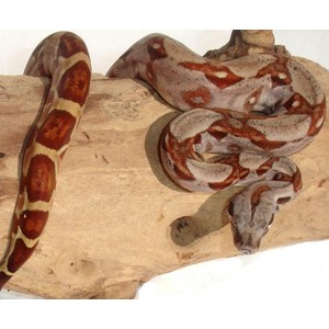 Two red-and-tan striped snakes coiled around a wooden log.