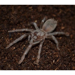 Gray tarantula spider on dark brown soil, hairy legs and body.
