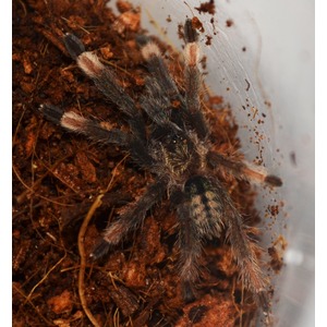 Dark hairy tarantula in brown soil inside a clear container.