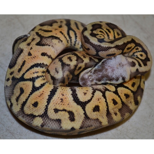 Coiled ball python with tan and brown pattern resting on a light surface.