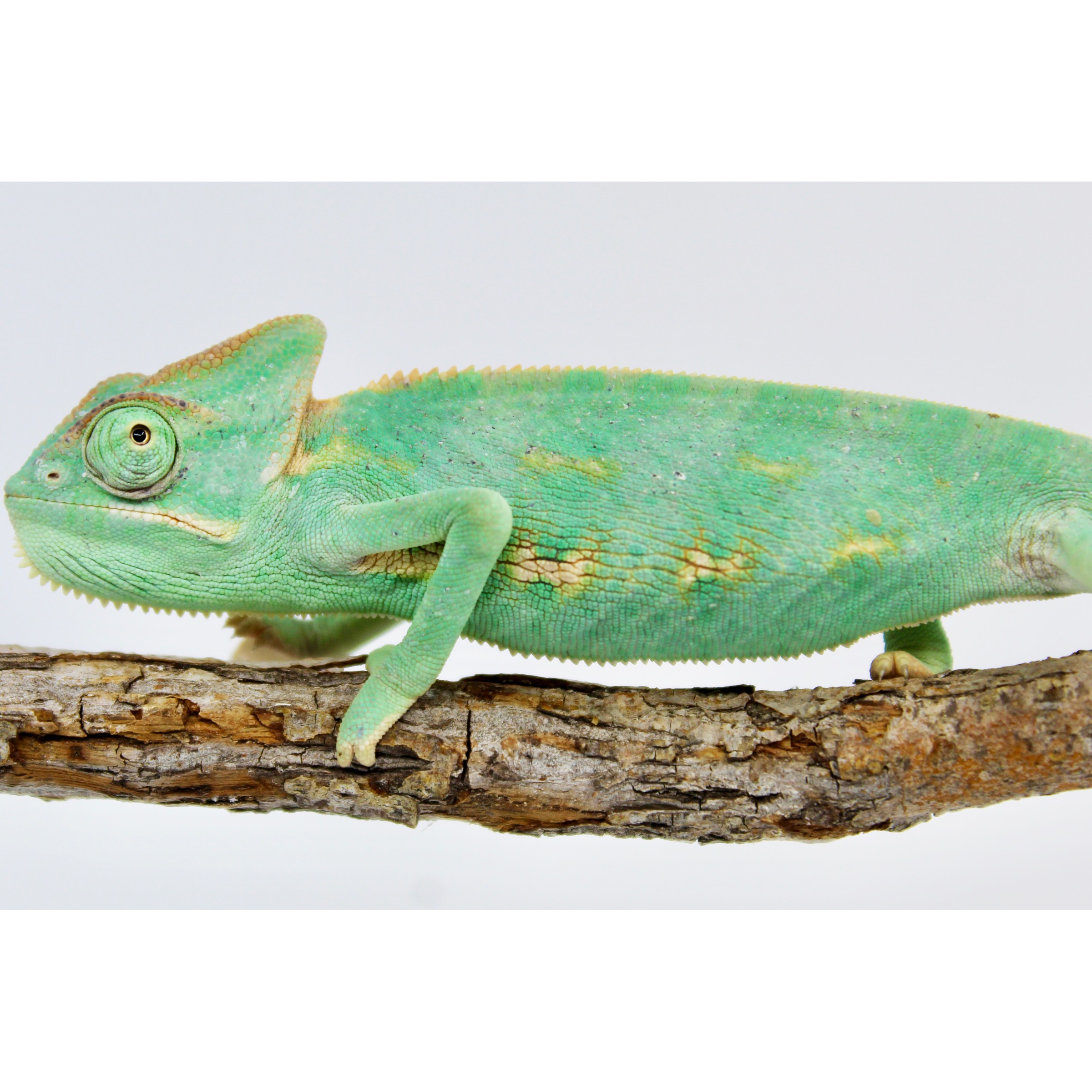 Green chameleon with textured skin perched on a rough tree branch.