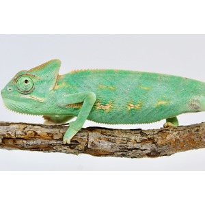 Green chameleon with textured skin perched on a rough tree branch.
