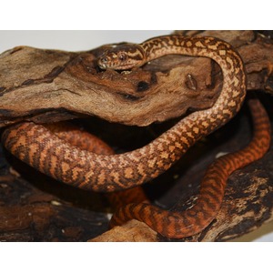 Orange-brown patterned snake coiled around a rugged log.