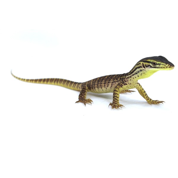 Yellow-brown striped lizard with black markings, walking on a white background.