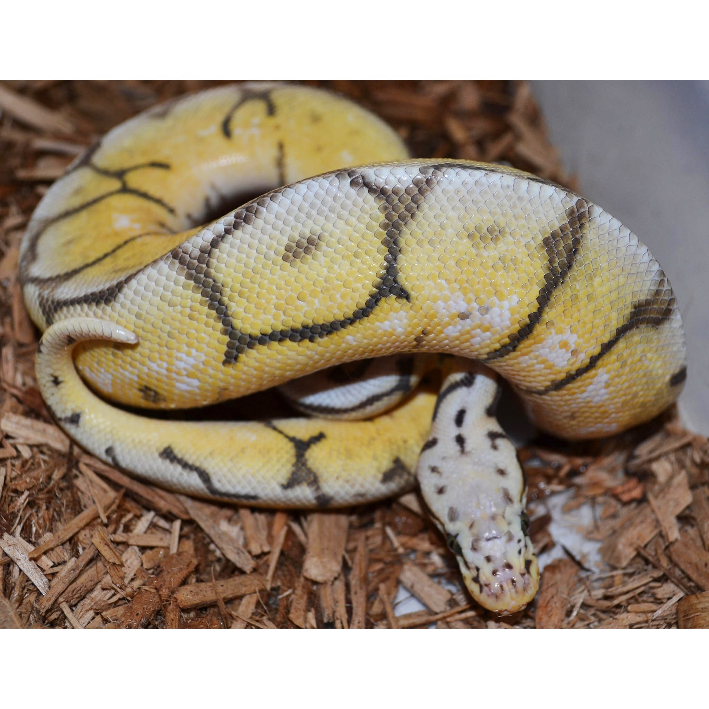 Yellow ball python coiled on wood chips, showing yellow scales with black markings.