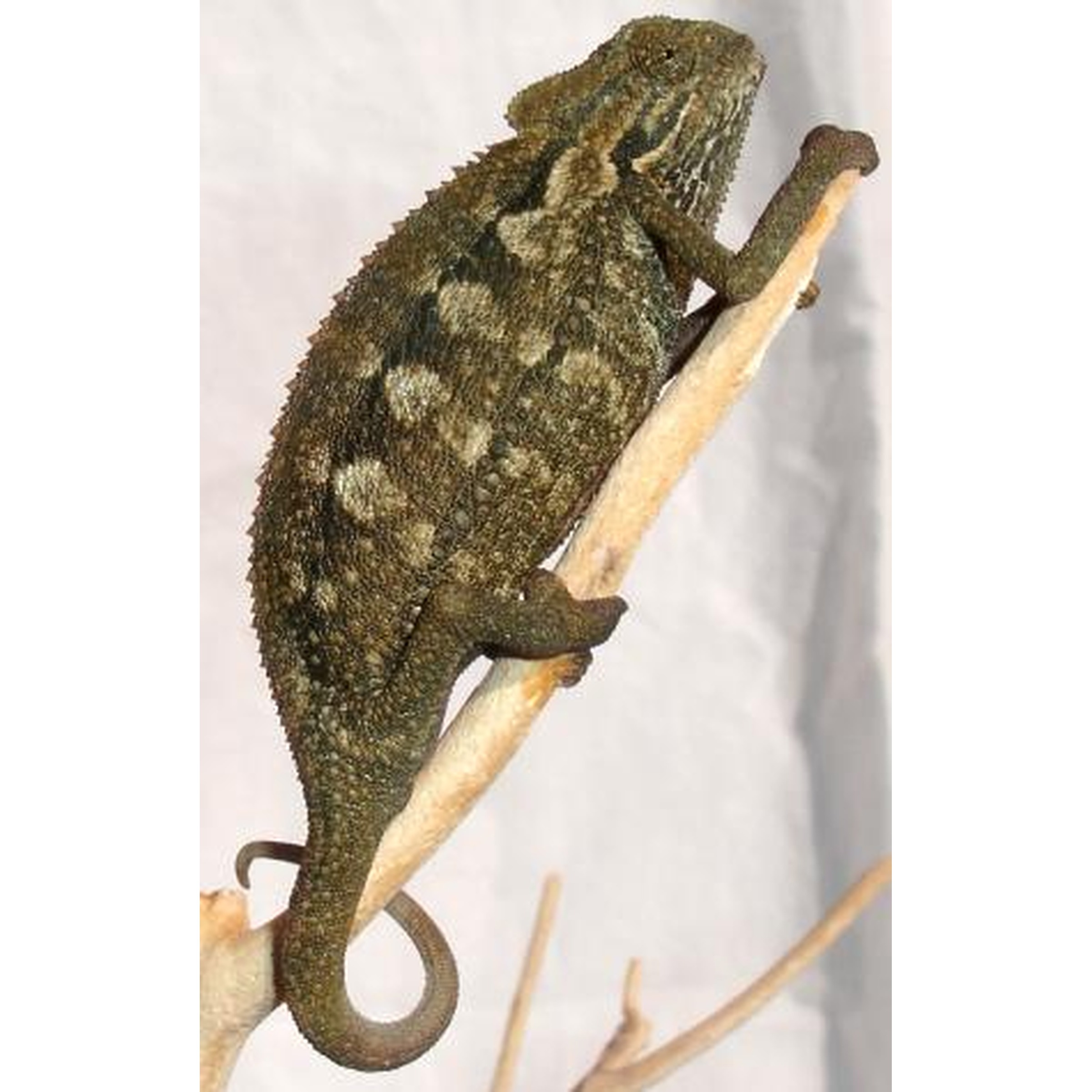 Camouflaged chameleon clinging to a light twig, tail curled, against a pale backdrop.