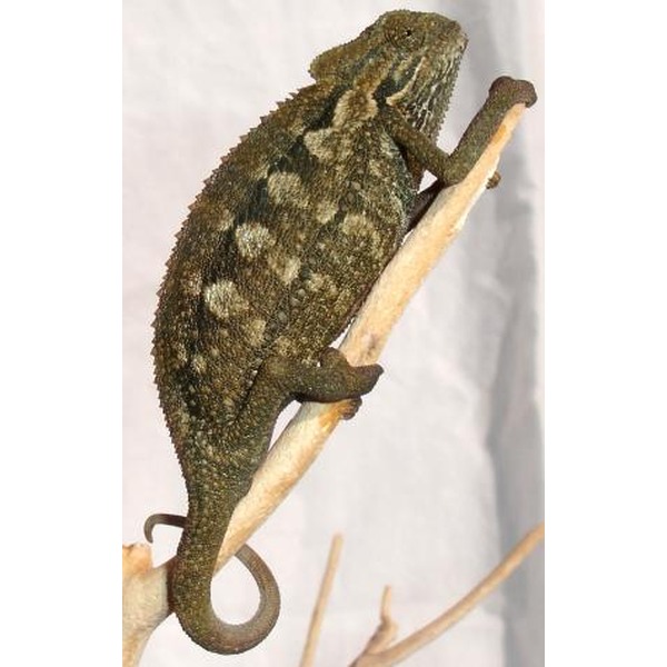 Camouflaged chameleon clinging to a light twig, tail curled, against a pale backdrop.