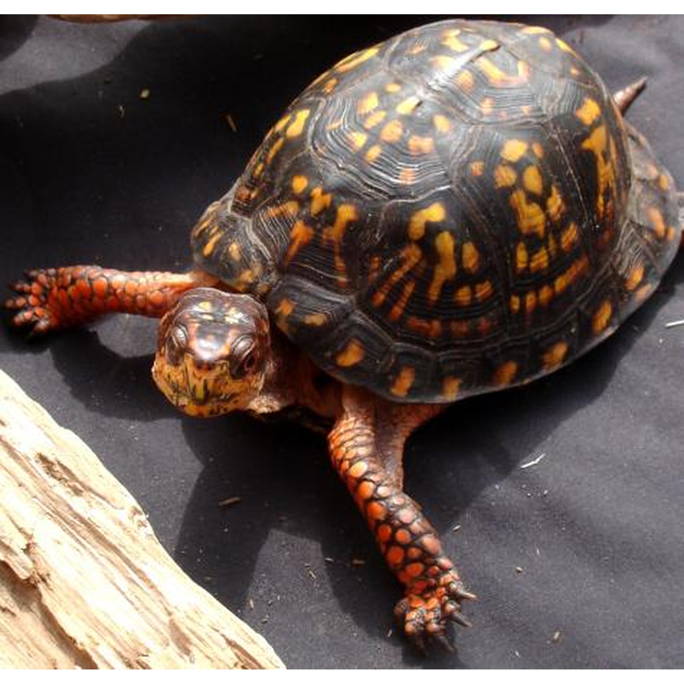 Tortoise with dark shell and orange-yellow pattern, crawling on a black surface beside a log.