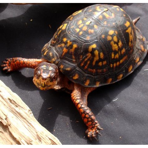 Tortoise with dark shell and orange-yellow pattern, crawling on a black surface beside a log.