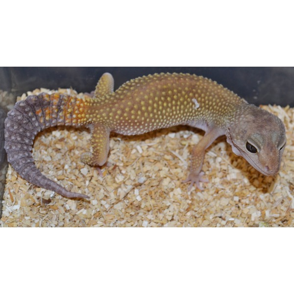 Leopard gecko with yellow dorsal spots and brown head, on wood shavings.